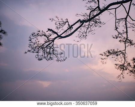 Silhouette Tree With Sunrise In The Morning On Top Of  Phu Kradueng Mountain National Park In Loei C