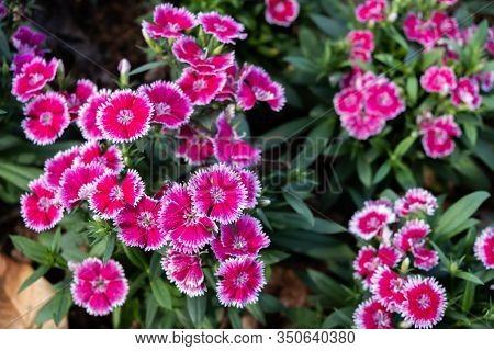 Dianthus Caryophyllus, As Known As The Carnation Or Clove Pink Flower In The Beautiful Outdoor Field