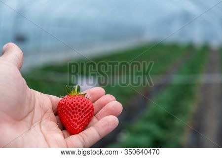 The Fresh Strawberry On The Male Hand From The Local Organic Farm In  Mashiko, Haga District, Tochig