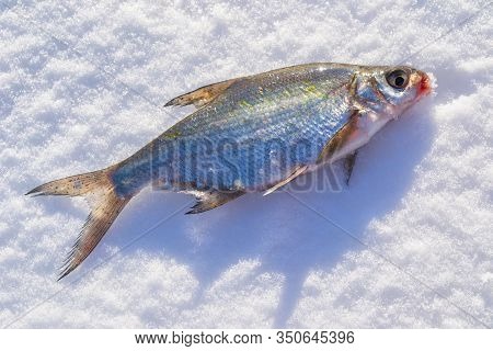 Silver Bream Lying On The Ice. Fishing In Winter With Ice On The Jig.