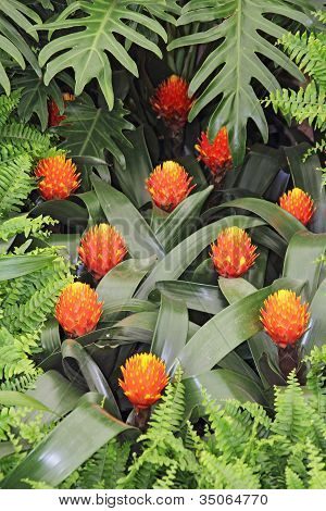 Guzmania Conifera