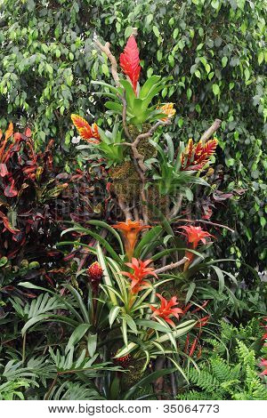 Guzmania Conifera
