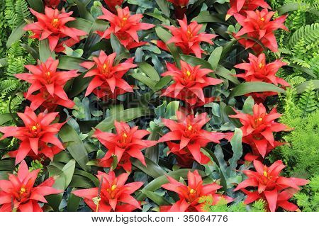 Červené květy Guzmania