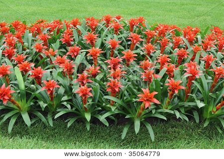 Červené květy Guzmania