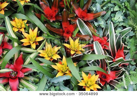 Žlutá a červená Guzmania