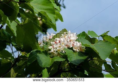 Beautiful White Tung Flower Blooms In Spring