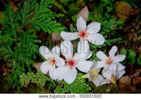 Beautiful White Tung Tree Flower, Like The Snow Floating On The Ground In May ( Tung Flower)