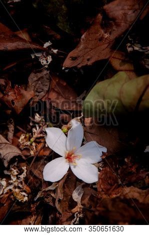 Beautiful White Tung Tree Flower, Like The Snow Floating On The Ground In May