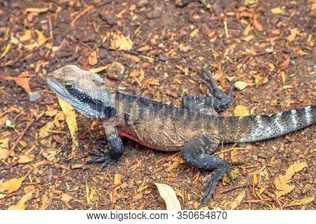 Top View Of Male Brown Eastern Water Dragon Basking On The Ground. Eastern Australia: Victoria And Q