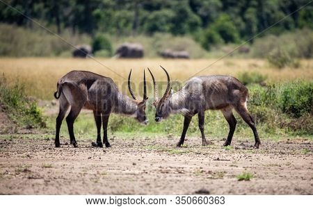 Two adult male defassa watebucks, kobus ellipsiprymnus defassa, square up to look horns in a battle for nerd dominance. Masai Mara, Kenya.