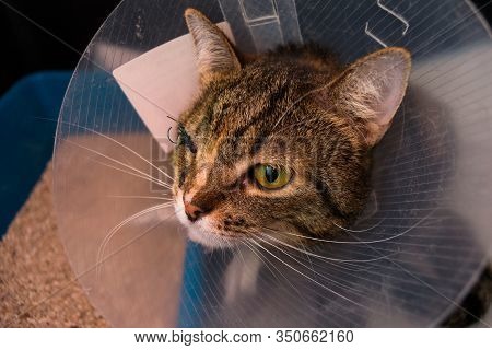 Adult Cat With One Eye And Collar After Eye Surgery