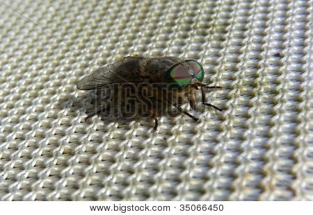 Cavallo Fly
