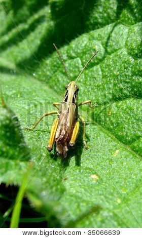 Green-Yellow Grasshopper on a Leaf