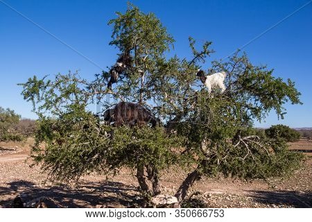 Dry Soil Sith A Green Argan Tree And A Herd Of Goats Climbing The Tree. Bright Blue Sky. Western Coa