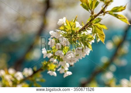 Bird Cherry Blossoms Flowers In Spring. Spring Blossom Flowers Of Bird Cherry Tree. Spring Bird Cher