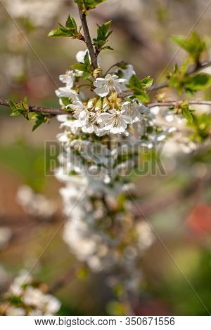 Bird Cherry Blossoms Flowers In Spring. Spring Blossom Flowers Of Bird Cherry Tree. Spring Bird Cher