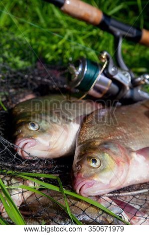 Two Big Freshwater Common Bream Fish And Fishing Rod With Reel On Natural Background..