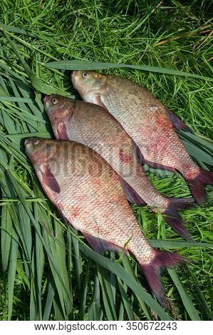 Pile Of Big Freshwater Common Bream Fish On Green Reed..