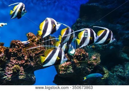 Zanclus Cornutus Floating Among The Reefs In A Large Aquarium