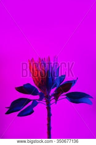 Blooming Pink Protea Plant Over Neon Color Background.