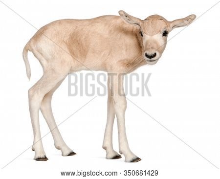 Addax, Addax nasomaculatus, 3 days old, standing in front of white background
