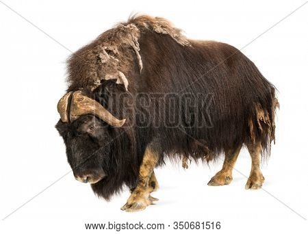 Side view of a Muskox standing, Ovibos moschatus, 9 years old, isolated on white