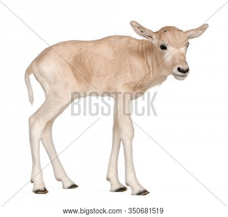 Addax, Addax nasomaculatus, 3 days old, standing in front of white background