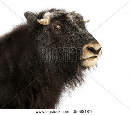 Close-up of a Young Muskox profile, Ovibos moschatus, 1 year old, isolated on white
