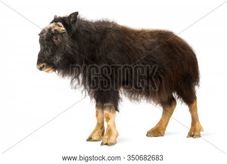 Side view of a Young Muskox standing, Ovibos moschatus, isolated on white