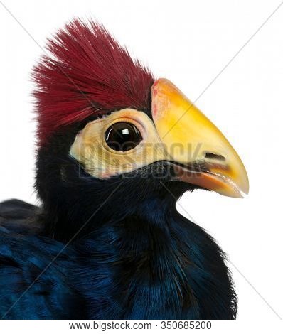 Close-up of Violet Turaco, Musophaga violacea, in front of white background