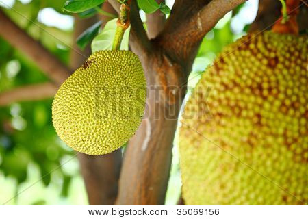 Jackfruit