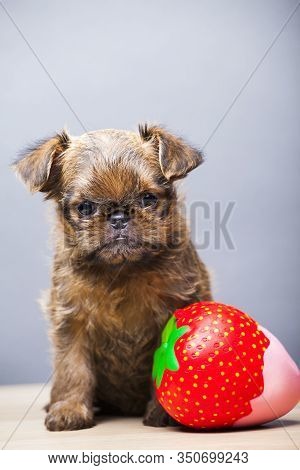 Puppy Portrait Strawberry Squishy Table Studio Light