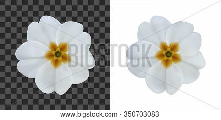 Primula, Primrose Flower Isolated On White. To Design With Flowers For Packaging, Cards, Greetings, 