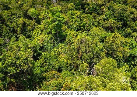 Top View Of Australian Rainforest In Kuranda