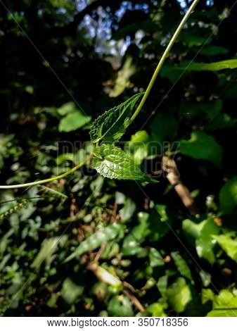 This Plant Name Is Mikania Micrantha, It Is A Topical Plant In The Asteraceae, Known As Bitter Vine,