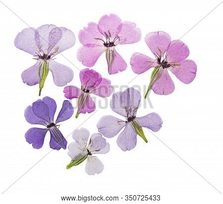 Pressed And Dried Flowers Viscaria. Isolated On White Background. For Use In Scrapbooking, Floristry
