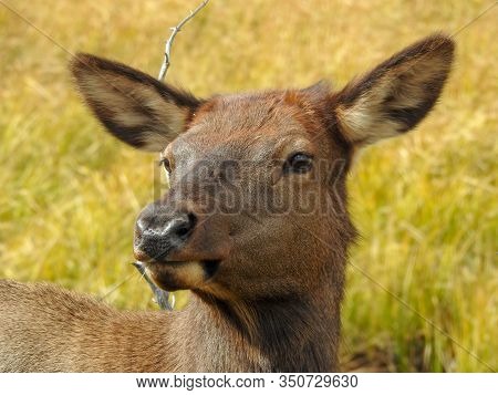 Elk Cow Chewring Her Cud In Yellowstone Park