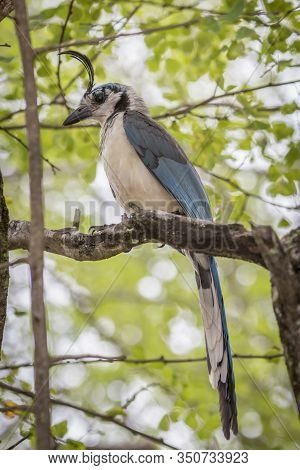 Costa Rican Birds, White-throated Magpie-jay (calocitta Formosa) Perching On A Branch. Junquillal, G