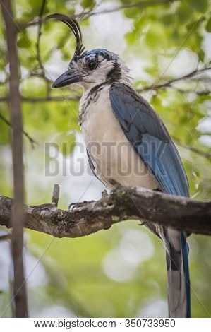 Costa Rican Birds, White-throated Magpie-jay (calocitta Formosa) Perching On A Branch. Junquillal, G