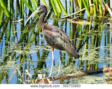 Limpkin (aramus Guarauna) Wading In A Marsh In Florida