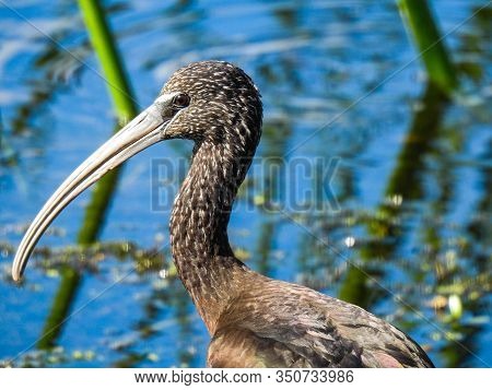 Limpkin (aramus Guarauna) Wading In A Marsh In Florida