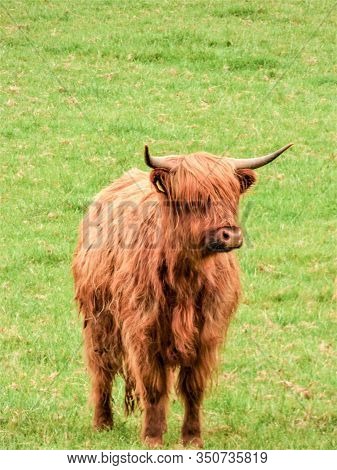 A Heian Coo, Or Scottish Highland Cow