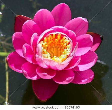 Wody Lilly