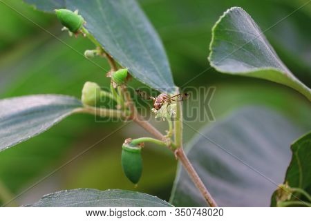 Close Up Of A Female Wasp Insect Resting On White Spring Flower Of Berry Plant In The Spring Season,