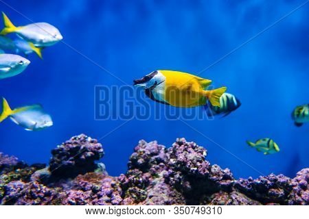 Siganus Vulpinus Fox Face Fish In The Aquarium