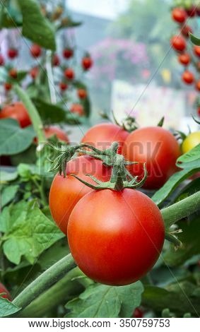 Tomatoes In The Garden,vegetable Garden With Plants Of Red Tomatoes. Ripe Tomatoes On A Vine, Growin