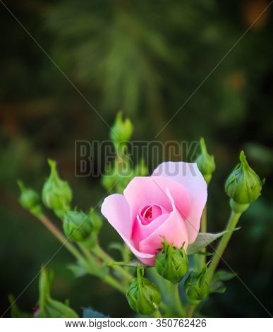 Beautiful Pink Rose Bonica With Buds In The Garden