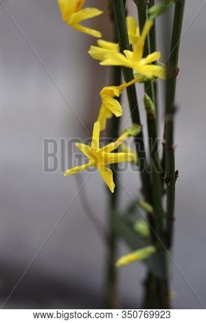Winter Jasmine - Latin Name - Jasminum Nudiflorum