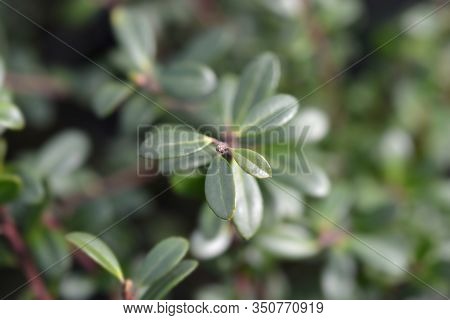 Box-leaved Holly Green Glory Leaves - Latin Name - Ilex Crenata Green Glory