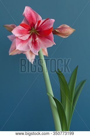Hippeastrum Amaryllis Gervase Large Flowering On Blue Background